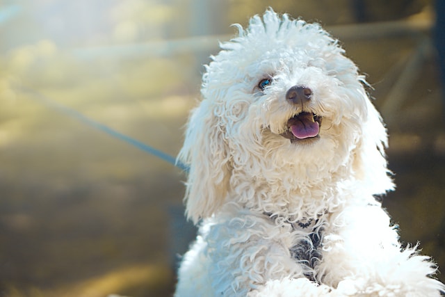 特徴④本気で犬を怒れない