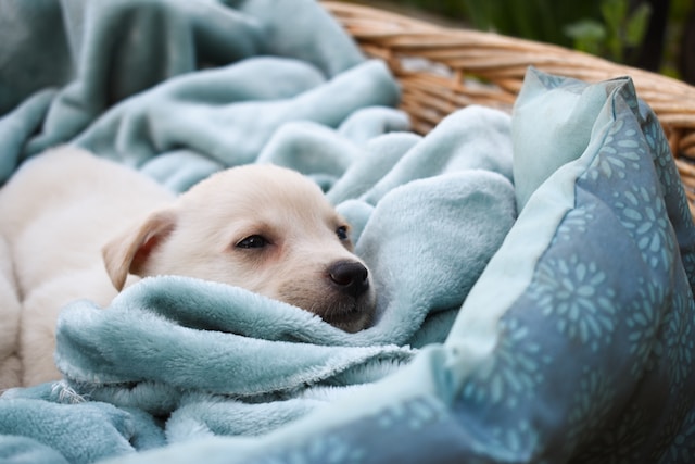 犬の最後を経験するから