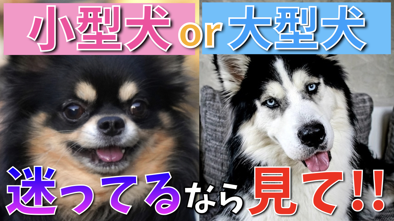 「小型犬」と「大型犬」飼いやすいのはどっち？ポイントを徹底解説！