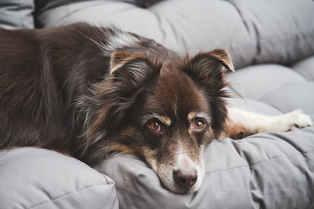 「小型犬」と「大型犬」の比較すべきポイント