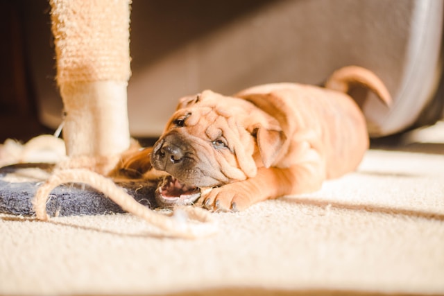 後悔する瞬間④犬のしつけがうまくいかないとき