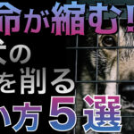 【愛犬の寿命が伸びる！】これをヤメるだけ！寿命を縮める危険な飼い方5選