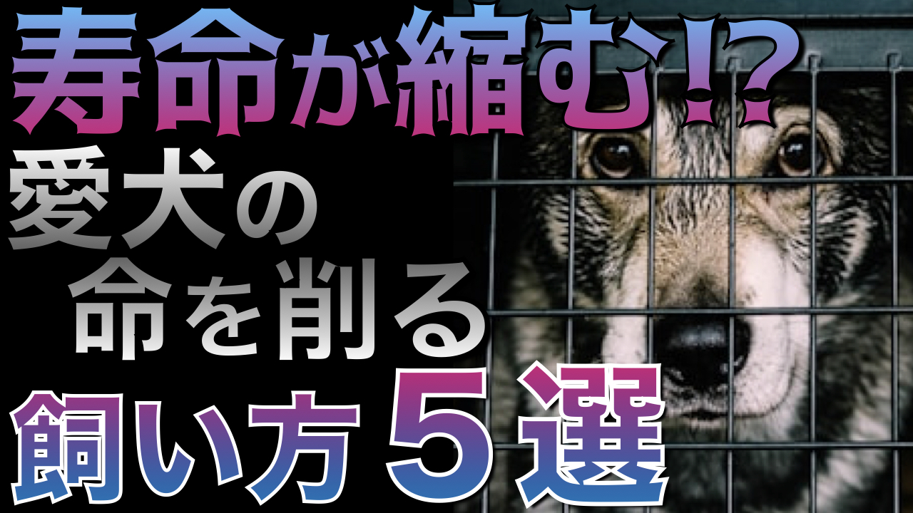 【愛犬の寿命が伸びる！】これをヤメるだけ！寿命を縮める危険な飼い方5選